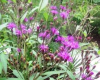 vernonia altissima 7-10.jpg